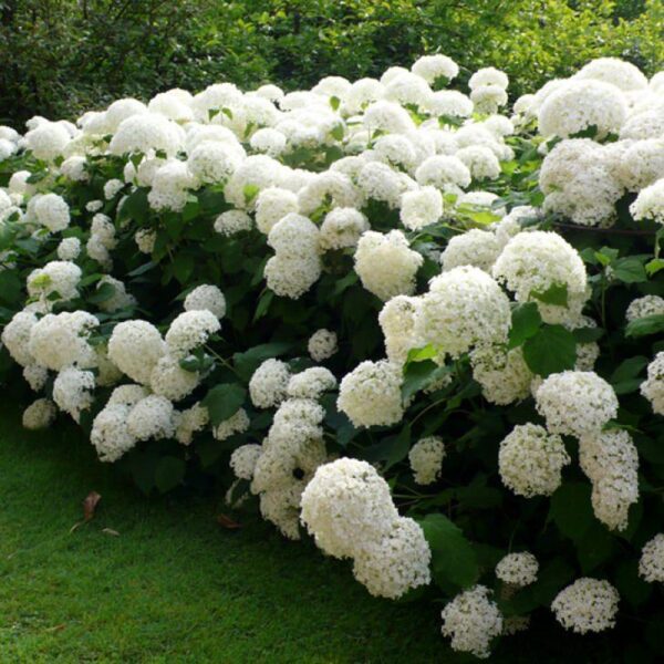 Грандифлора — Grandiflora. Гортензия Древовидная 8