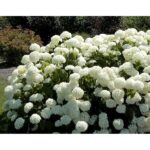 Грандифлора — Grandiflora. Гортензия Древовидная 10