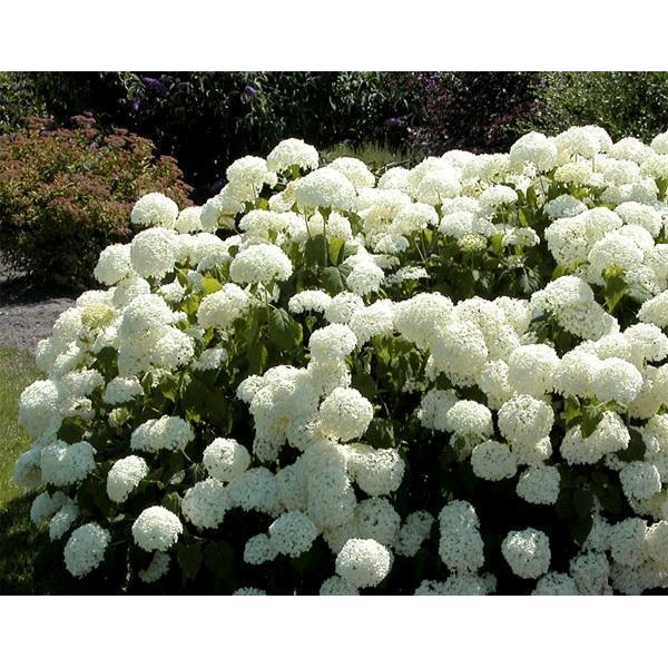 Грандифлора — Grandiflora. Гортензия Древовидная 6