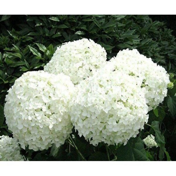 Грандифлора — Grandiflora. Гортензия Древовидная 7