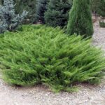 Можжевельник Казацкий 9