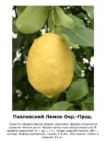 Павловский лимон — Округло-продолговатый 26