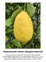 Павловский лимон — Продолговатый 46