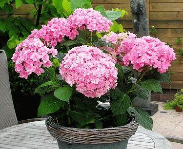 Gortenziya makhrovaya Pink Expression