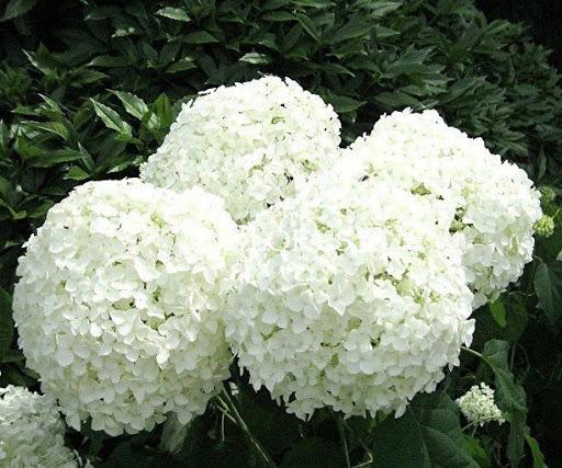 pyshnoye tsveteniye Gortenziya grandiflora пышное цветение Гортензия грандифлора