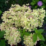 Мохито (Mojito) — Гортензия метельчатая. 4