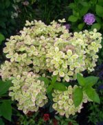 Пастель Грин (Pastelgreen) — Гортензия метельчатая. 7
