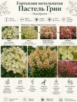 Гортензия метельчатая Пастель Грин (Pastelgreen) 17