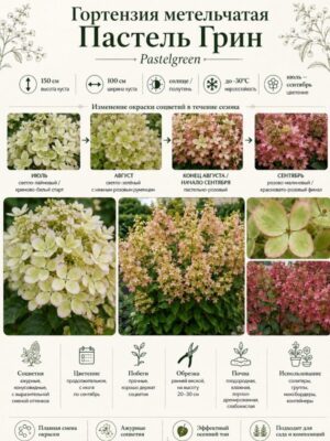 Гортензия метельчатая Пастель Грин (Pastelgreen) 3
