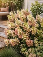 Гортензия метельчатая Пастель Грин (Pastelgreen) 18