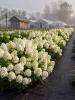 Гортензия метельчатая Шуга Раш 24