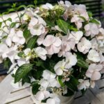 Краса Лесково — Гортензия метельчатая. 3
