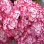 Доппио Нувола (Doppio Nuvola) — Гортензия крупнолистная. 3