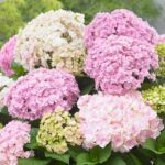 Grunes Gewolbe (Грюнес Гевёльбе) — Гортензия крупнолистная 3