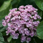 Grunes Gewolbe (Грюнес Гевёльбе) — Гортензия крупнолистная 4