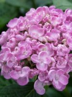 Гортензия крупнолистная Аиша 23