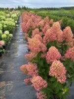 Гортензия метельчатая Граффити 19