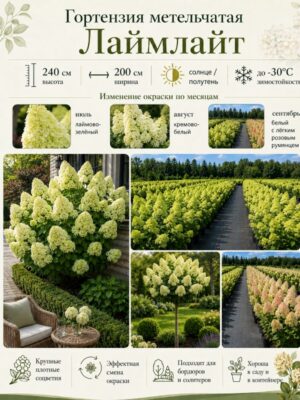 Гортензия метельчатая Лаймлайт (Limelight) 3