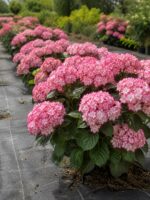 Гортензия крупнолистная Мисс Саори 22