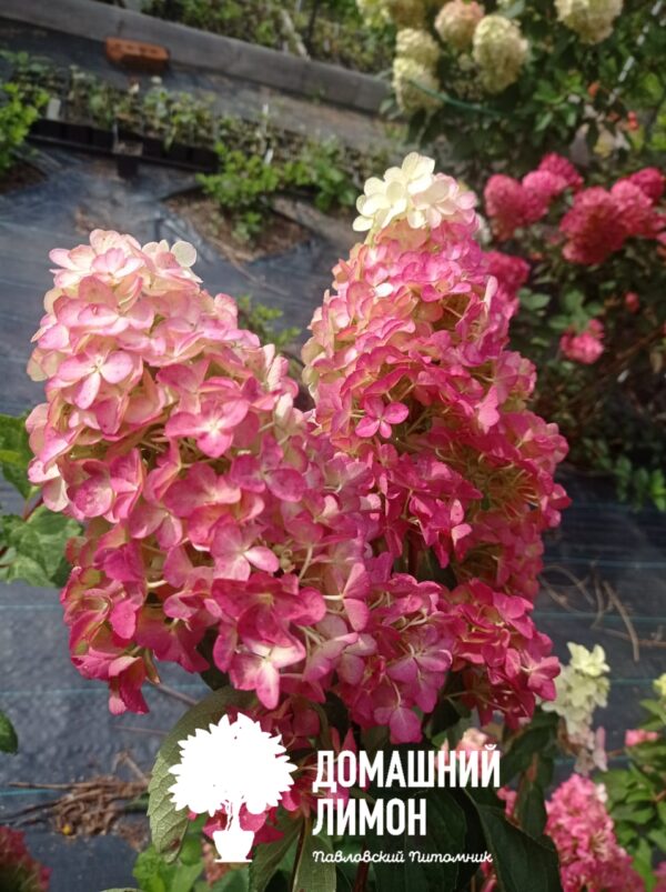 Строберри Блоссом (Strawberry Blossom) — Гортензия метельчатая. 6