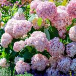 Кандибель Сорбет (Candibelle Sorbet) — Древовидная гортензия 4