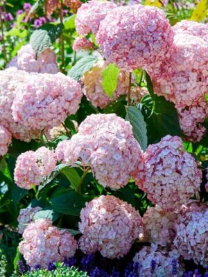 Кандибель Баблгам (Candibelle Bubblegum) — Древовидная гортензия