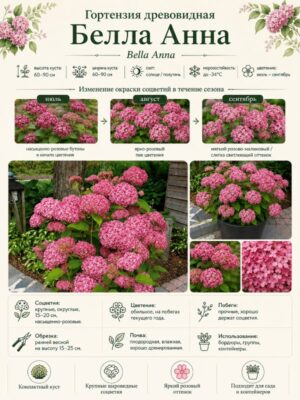 Гортензия древовидная Белла Анна 3
