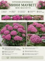 Гортензия древовидная Мини Маувет 17