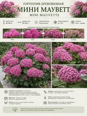Гортензия древовидная Мини Маувет 3