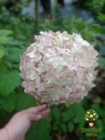 Кандибель Баблгам (Candibelle Bubblegum) — Древовидная гортензия 11