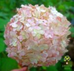 Кандибель Баблгам (Candibelle Bubblegum) — Древовидная гортензия 10