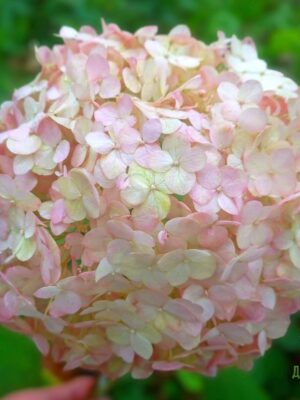 Кандибель Баблгам (Candibelle Bubblegum) — Древовидная гортензия 3