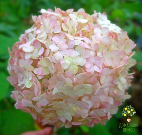 Кандибель Баблгам (Candibelle Bubblegum) — Древовидная гортензия 6