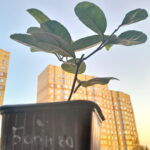 Лимон Борнео — Бергамот 21