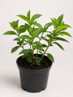 Гортензия метельчатая Металика Hydrangea paniculata Metallica 20