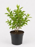 Гортензия метельчатая Металика Hydrangea paniculata Metallica 21