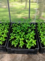 Гортензия метельчатая Металика Hydrangea paniculata Metallica 18