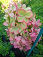 Гортензия метельчатая Металика Hydrangea paniculata Metallica 17