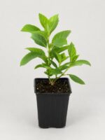 Гортензия метельчатая Металика Hydrangea paniculata Metallica 19