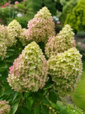 Гортензия метельчатая Металика Hydrangea paniculata Metallica 3