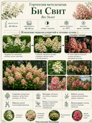 Гортензия метельчатая Би Свит 3