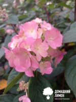 Би Свит(Bee Sweet) гортензия метельчатая 8