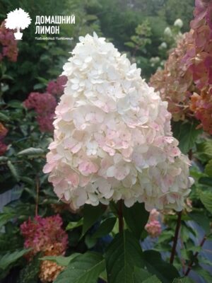 Пинк Энд Роуз (Pink and Rose) гортензия метельчатая