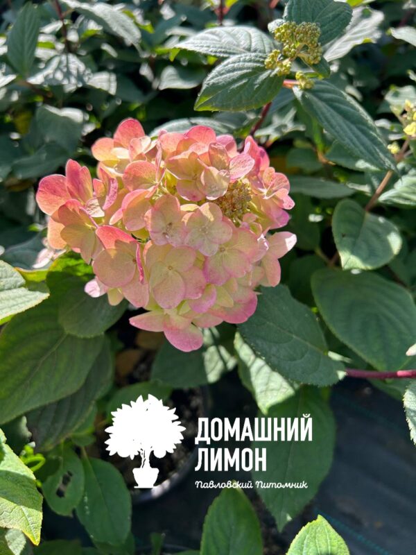 Би Свит(Bee Sweet) гортензия метельчатая 7