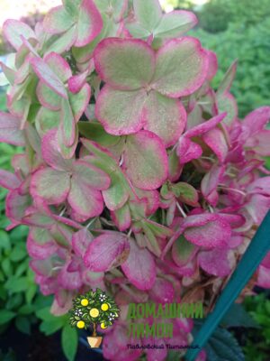 Гортензия метельчатая Металика Hydrangea paniculata Metallica