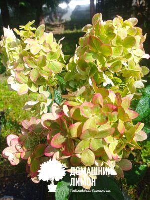 Гортензия метельчатая Металика Hydrangea paniculata Metallica 3