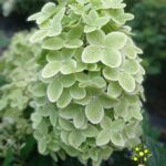 Гортензия метельчатая Литл Лайм Little Lime 3