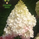 Гортензия метельчатая Little Passion 3
