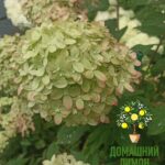Гортензия метельчатая Little Passion 4