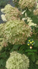 Гортензия метельчатая Литл Лайм Little Lime 11